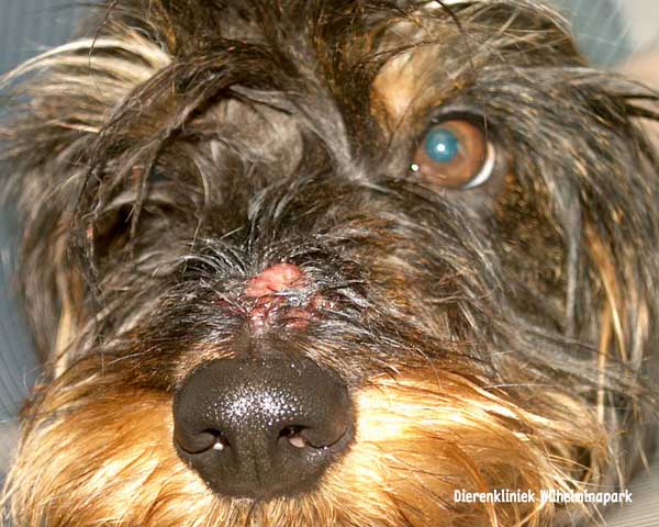 Een hond die bij Rhijnauwen in de buurt van Utrecht gewandeld heeft heeft trombiculosis gekregen