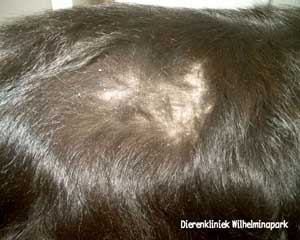 Een hond met erge jeukklachten had last van vlooienallergie. Foto Dierenkliniek Wilhelminapark utrecht
