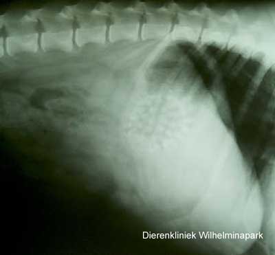 Het verhaal van een overgevende hond. Dierenkliniek Wilhelminapark in Utrecht