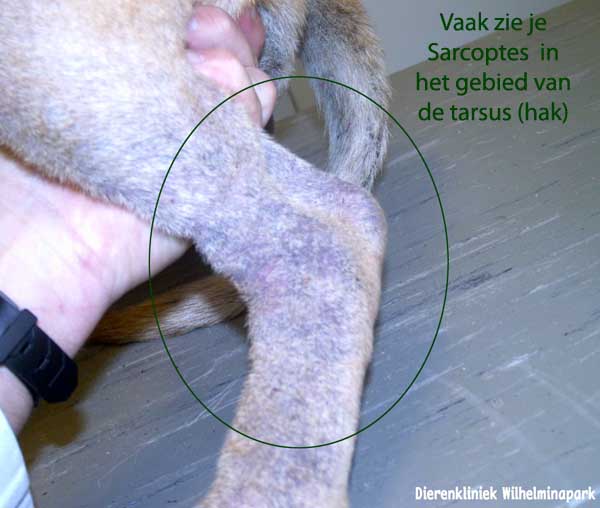 Een hond met schurft, foto dierenkliniek wilhelminapark utrecht