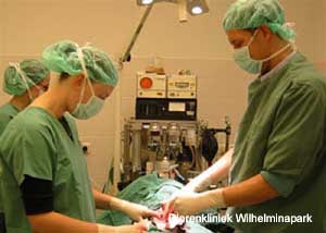 De sterilisatie wordt door een dierenarts en een assistente uitgevoerd. Dierenkliniek Wilhelminapark in Utrecht