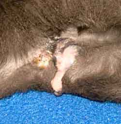 Onderdrukker het beleid Stamboom Kat baarmoeder ontsteking of pyometra: behandelen in plaats van de  baarmoeder weghalen!