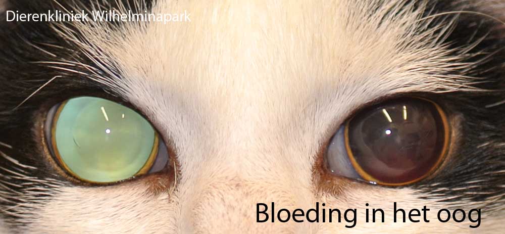 leven Op de loer liggen Encyclopedie Verhoogde bloeddruk kat: hypertensie bij de kat