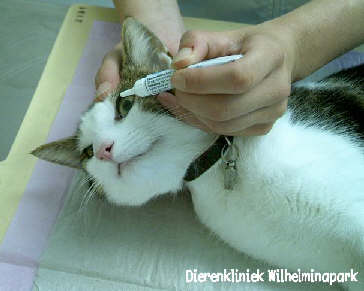 Castratie kat: De ogen worden gezalfd als de kat slaapt, dit is om te voorkomen dat ze uitdrogen