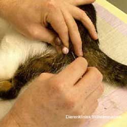 Castratie kater: De huid wordt ingesneden