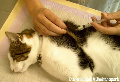 Castratie kat: De kater krijgt een injectie met antibioticum