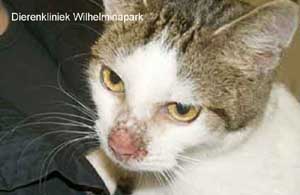 Huidontsteking tgv demodex bij een kat tengevolge van FIV