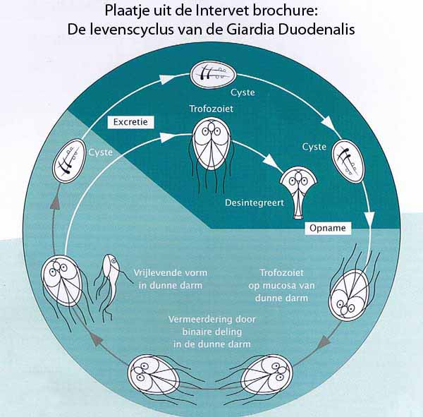 giardia mens zwanger)