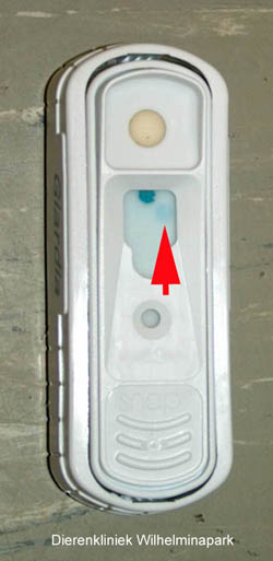 Positieve Giardia snaptest van Idexx, een snelle en betrouwbare manier om Giardia aan te tonen