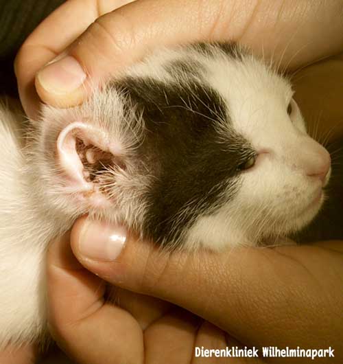 silhouet Diversen Wijzerplaat Oormijt kat: bij kittens zie je wel eens dat ze schudden met het hoofd en  aan of achter de oren krabben. Met het inspecteren van de oren met een  otoscoop = oorkijker