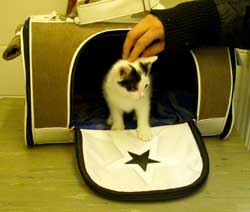 Een kitten dat op het spreekuur kwam bleek oormijt te hebben.