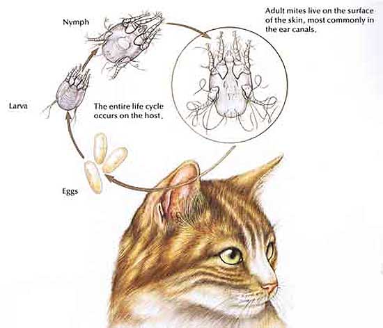 Oormijt kat: bij kittens zie wel eens dat ze schudden met het hoofd en aan of achter oren krabben. Met het inspecteren de oren met een otoscoop = oorkijker