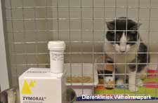 Een kat met pancreatitis aan het infuus en met medicijnen