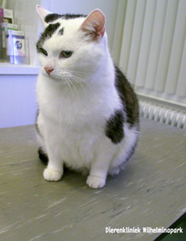 Een te dikke kat laten door R/D dieet voer van Pet Nutrition</b> </font> </p>