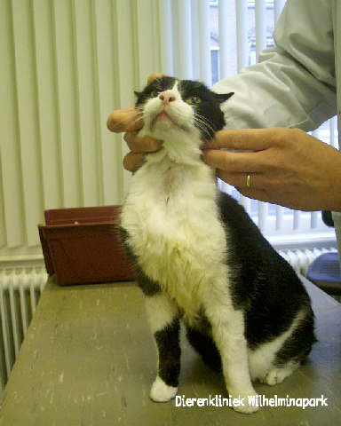 hoogtepunt Toneelschrijver strijd Schildklierprobleem kat: hyperthyreoidie of een te snel werkende schildklier  bij de kat