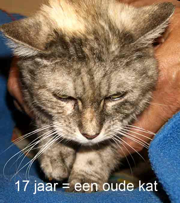 Deze kat van 17 heeft last van ingegroeide nagels.