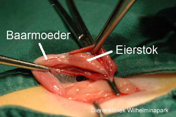 mout hier Wat mensen betreft Sterilisatie kat: het steriliseren van een poes of het onvruchtbaar maken  van een vrouwelijke kat. Dit wordt ook wel ovariëctomie of  ovariohysterectomie genoemd.