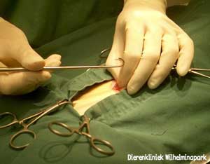 Sterilisatie kat: De baarmoeder wordt met een sterilisatiehaakje opgevist uit de buikholte