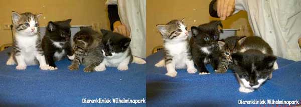 kittens