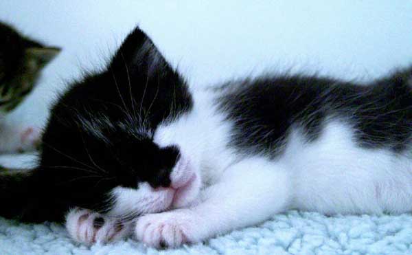 Sssssssssst dit kitten ligt lekker te slapen!