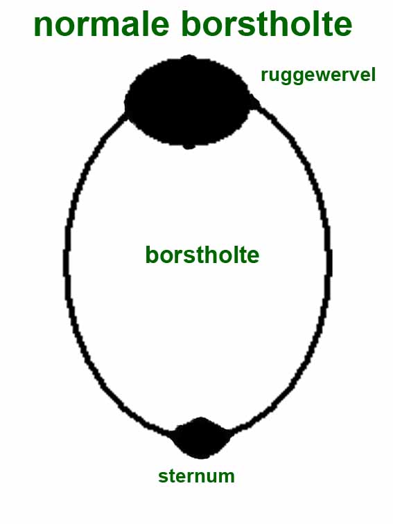Een normale borstholte bij de kat