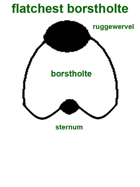 Een flatchest of afgeplatte borstholte bij de kat