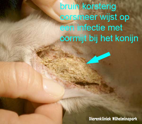 Konijn oormijt: een konijn met bruine korsten in de heeft meestal last van het heeft veel last van jeuk in oren.