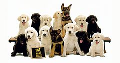 Adopteer een pup voor het KNGF