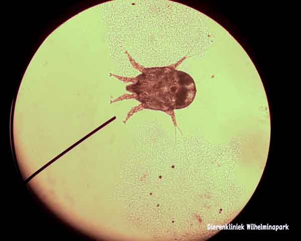oormijt door een microscoop gezien.