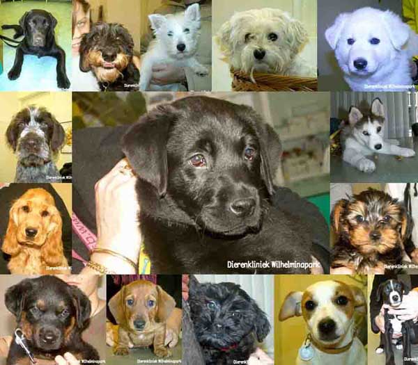 Van puppies van 9 weken leftijd die voor de eerste keer bij ons in de dierenkliniek komen maken we een foto voor in het dierenpaspoort