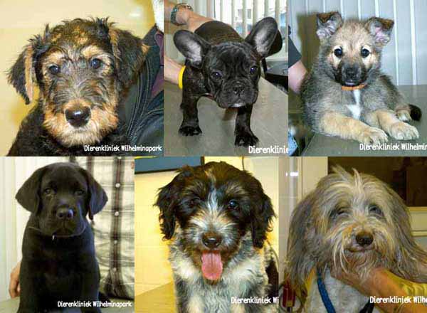 Van puppies van 12 weken leftijd die voor de eerste keer bij ons in de dierenkliniek komen maken we een foto voor in het dierenpaspoort