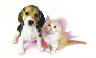 Een vlooienmiddel met selamectine kan veilig gebruikt worden bi jonge pups en kittens