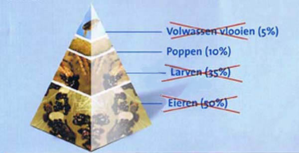 Het vlooienmiddel met selamectine is het meest effectieve vlooienmiddel en werkt tegen de volwassen vlo, eitjes en larven